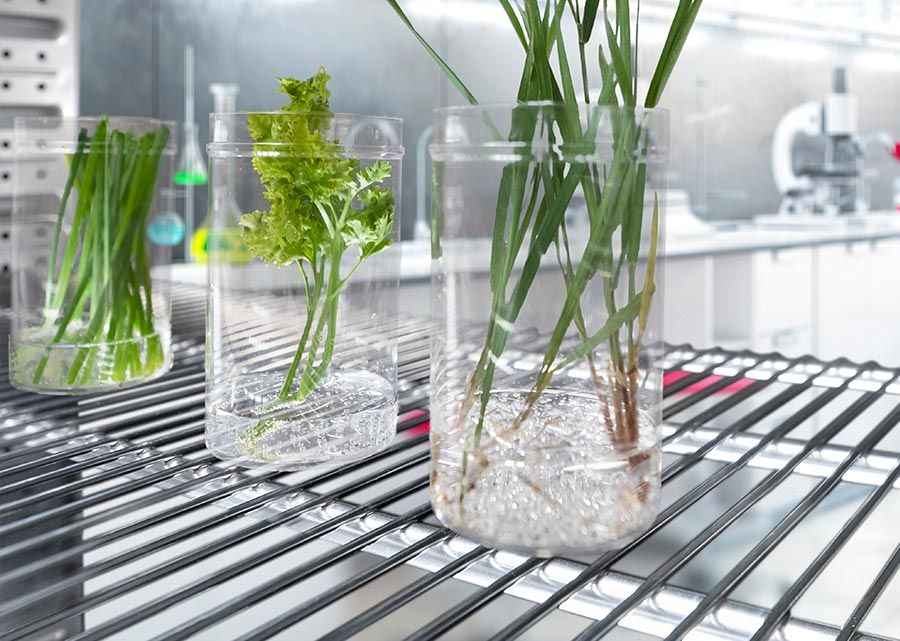 Labokraft.hu • Image and Text