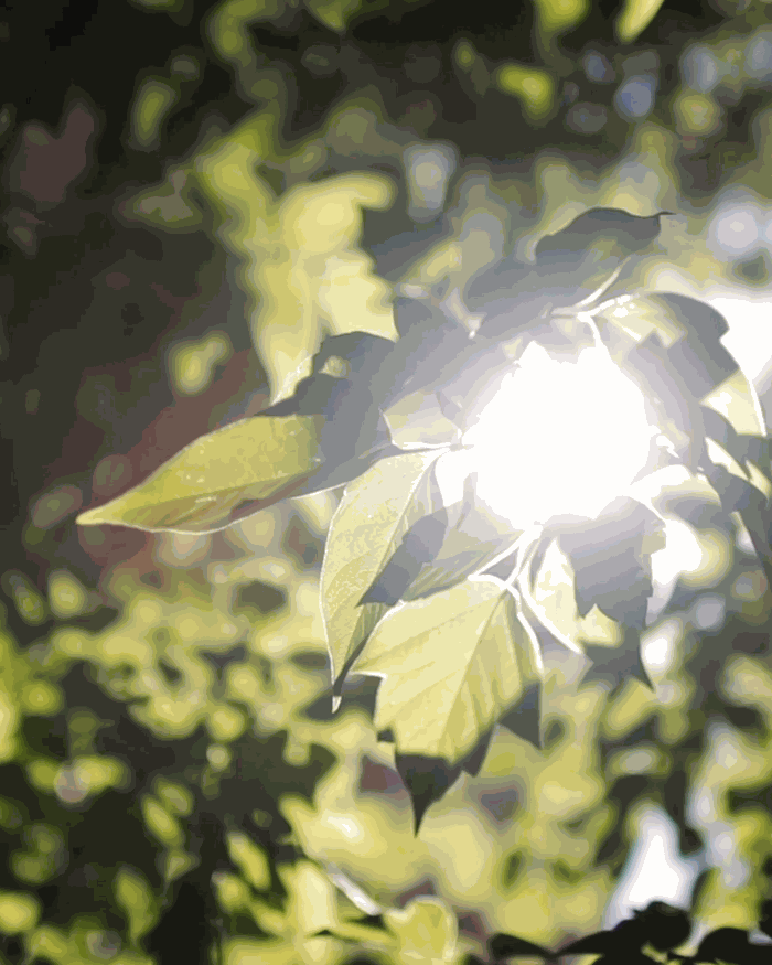 Labokraft.hu • Text and Image